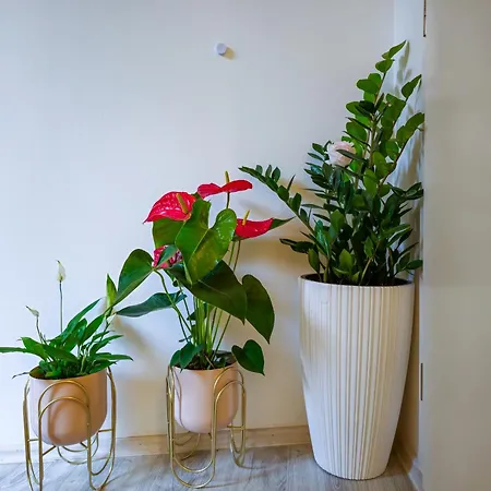 Smokvica Appartement Omiš